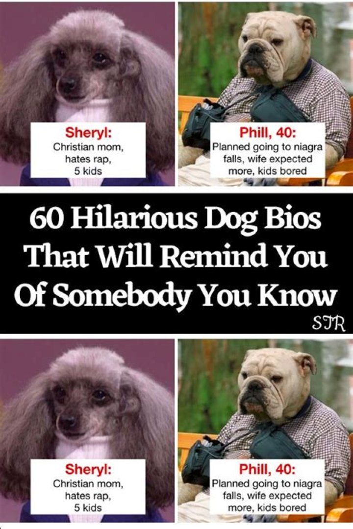Hilarious Dog Bios That Will Remind You Of Somebody You know
