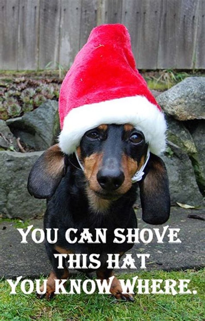 Hilarious pet memes reveal what your animals are REALLY thinking this Christmas