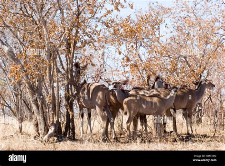 Hippo rams truck leaving dent in bonnet in Kruger National Park, South Africa
