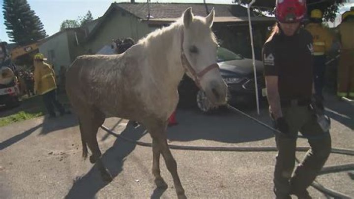 Horse rescued after getting swallowed by sinkhole in California