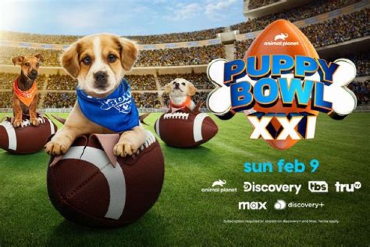 How Can I Adopt The Puppy Bowl Puppies? There's A Catch