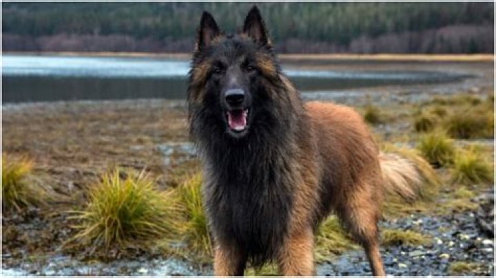 How did Mr. Cupcake die from Alaskan Bush People?