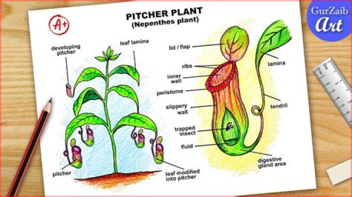 How Rich Is The Pitcher?