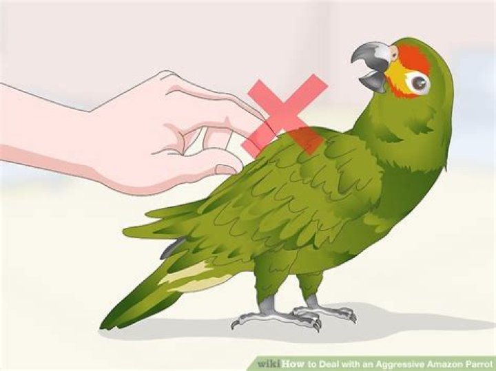 How to Deal with an Aggressive Amazon Parrot