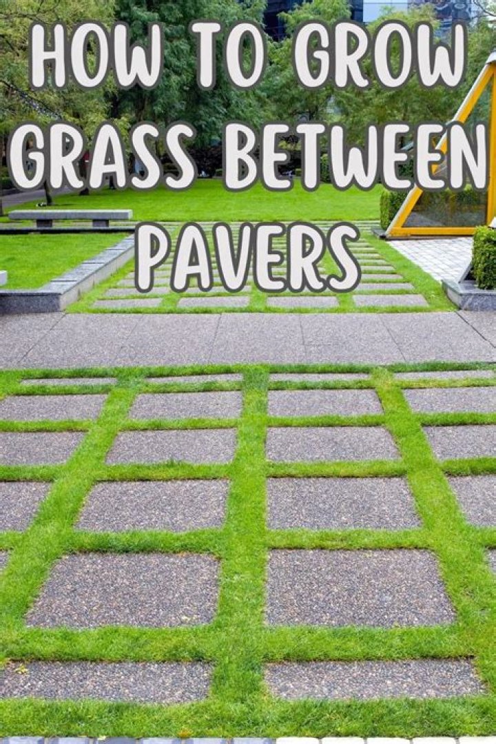 How to grow grass between pavers