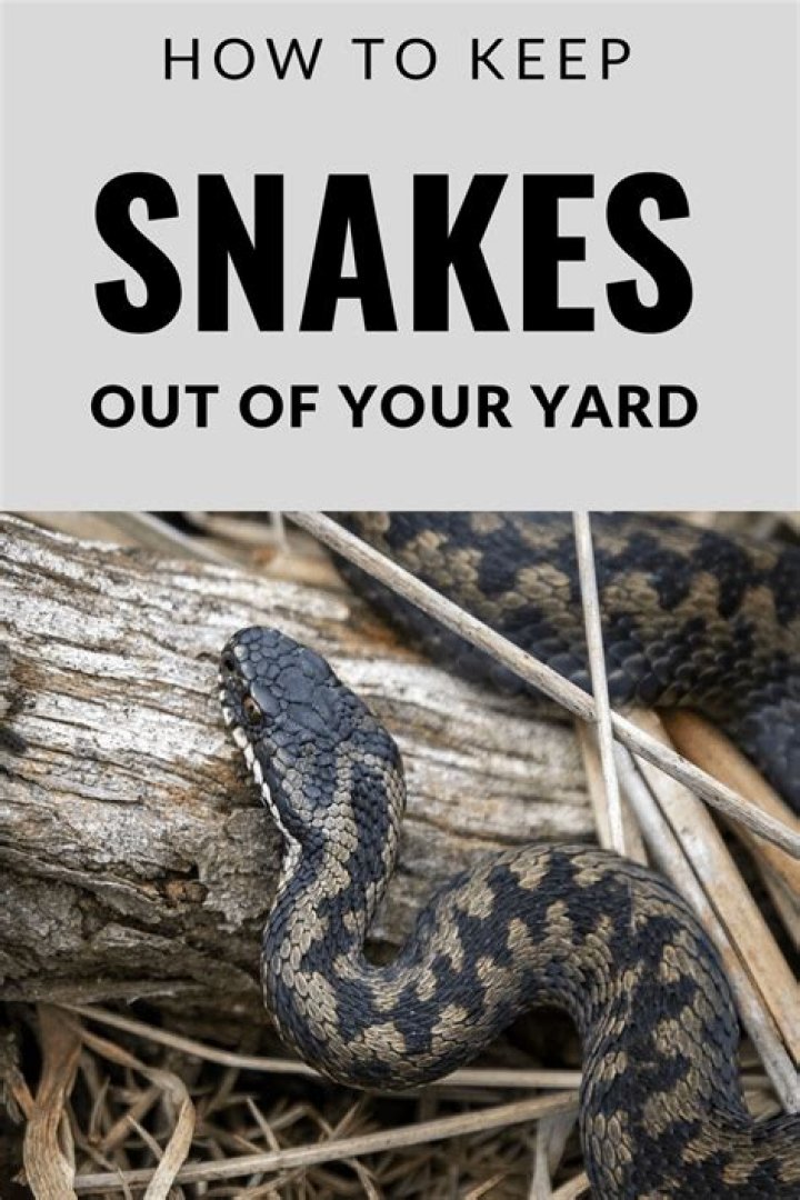 How To Keep Snakes Out of Your Yard According to Experts