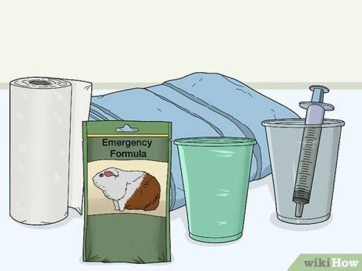 How to make emergency guinea pig food