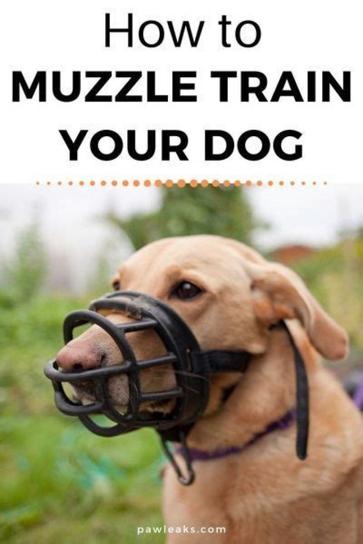 How to muzzle train a dog