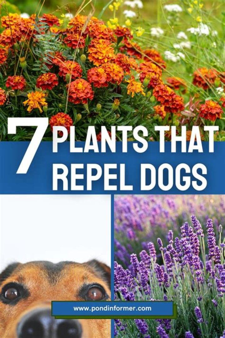 How To Plant a Dog-Safe Garden
