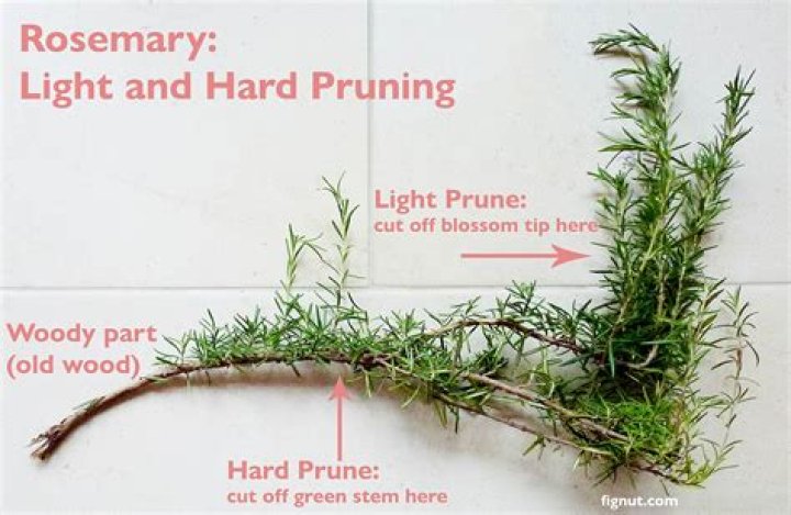 How to prune rosemary
