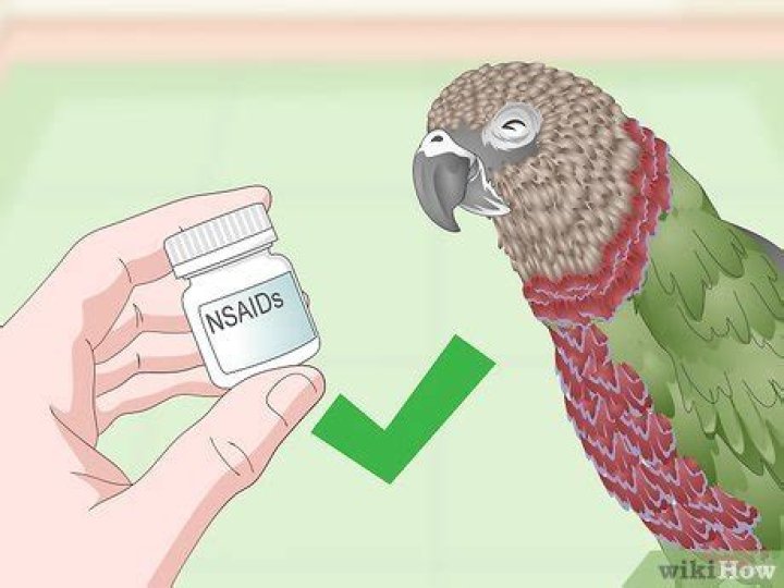 How to Treat Infections in Hawk Headed Parrots