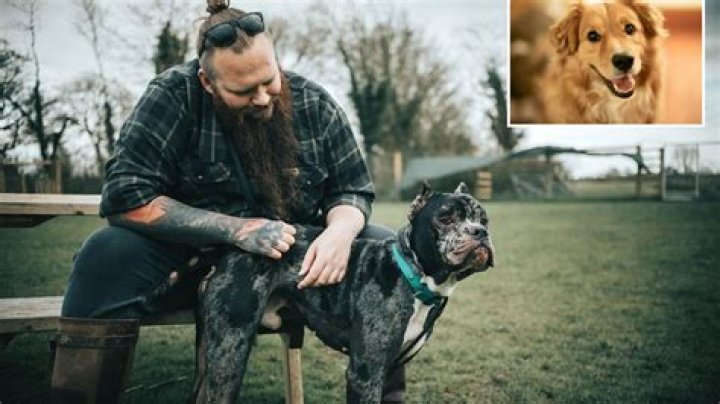 I’m a dog expert - I always discuss the worst dog breeds to own but here are the ones you should be getting