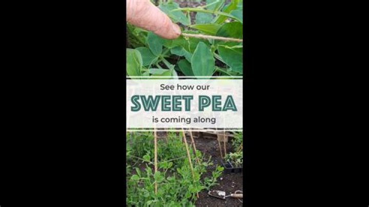 I’m a gardening expert, there are loads of must-do jobs in April, including 'project sweet pea teepee’