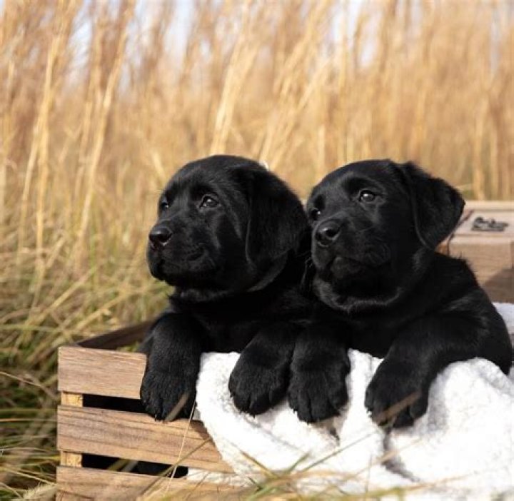 I purchased a £2,000 purebred Labrador with papers - but he grew up to be completely different