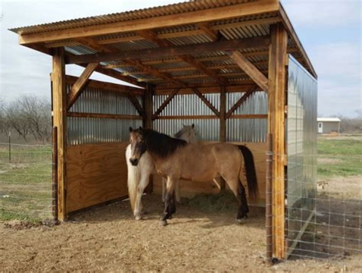 Ingenious trainer landed 509-1 double after buying 20 tonnes of special wood that allowed horses to run on frozen ground