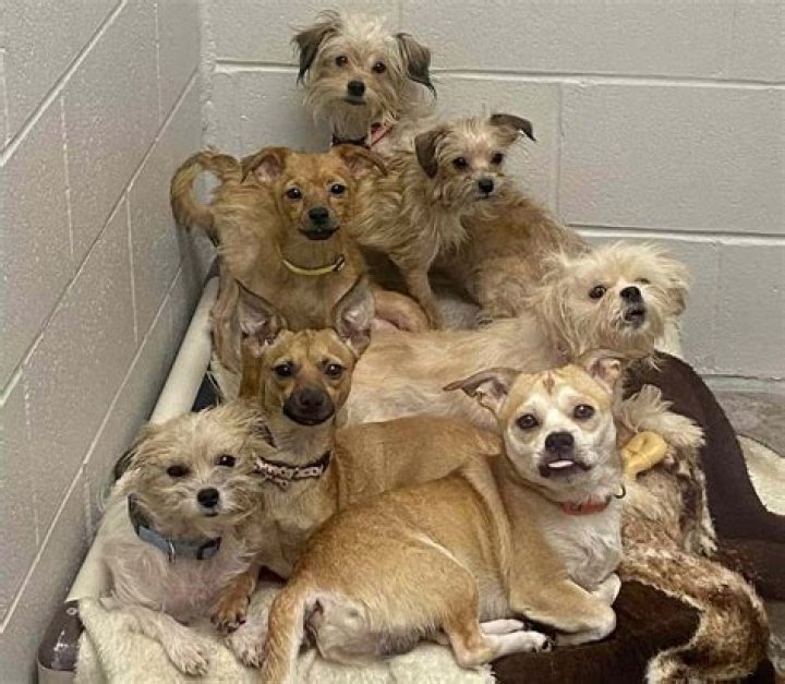 Iowa animal rescuers help rescued 34 dogs in Missouri