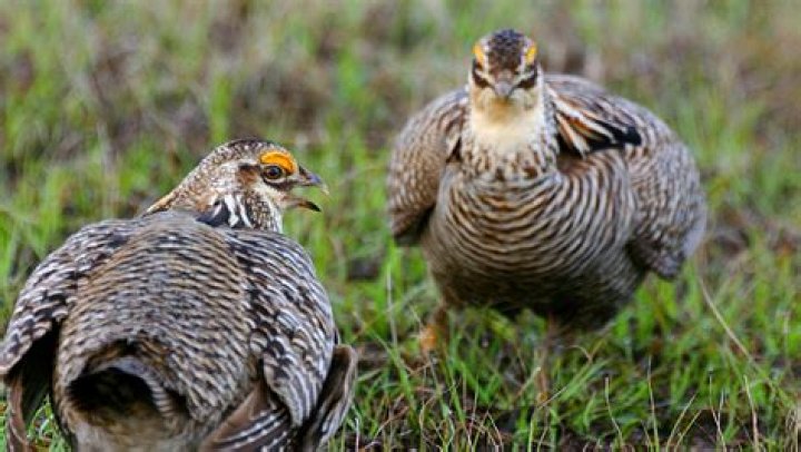 Iowa’s prairie chicken population down to 21 birds