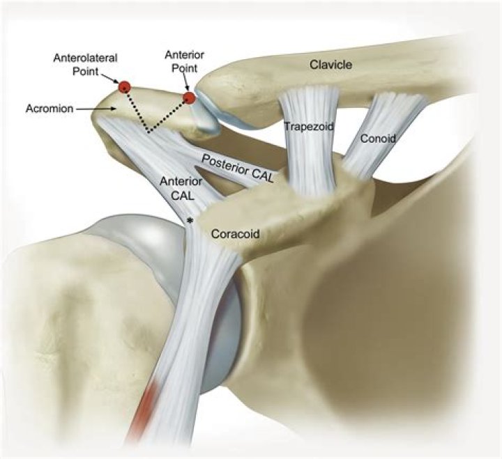 Is the acromion posterior