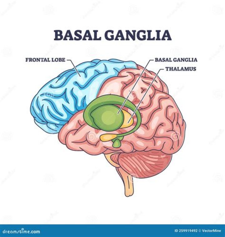 Is the basal ganglia in the cerebellum