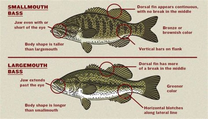 Is there a difference between Chilean sea bass and sea bass?