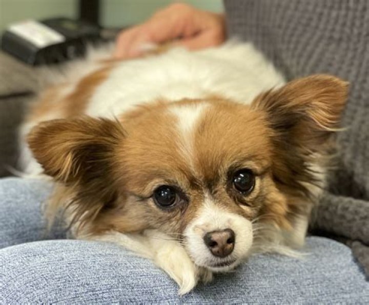 ‘It’s legalized animal abuse.’ Puppy-mill survivors deserve families: advocates
