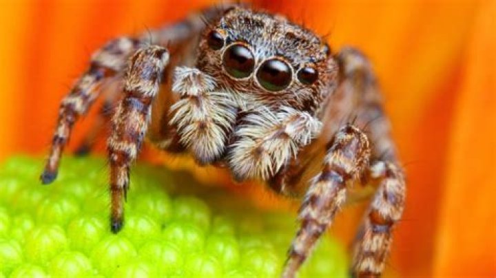 Jumping spiders in the UK: Can they bite and how do I get rid of them?