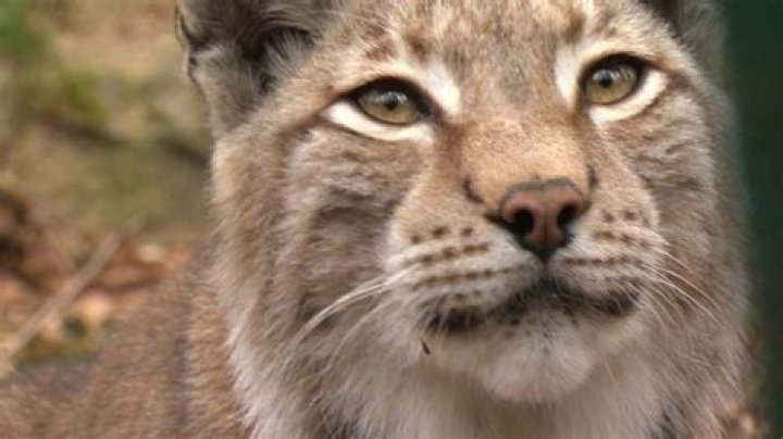 Lynx escaped from The Animalarium zoo in Wales STILL on loose and spotted prowling countryside as zoo keepers lay bait traps