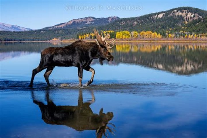 Mangelsen Images of Nature Gallery