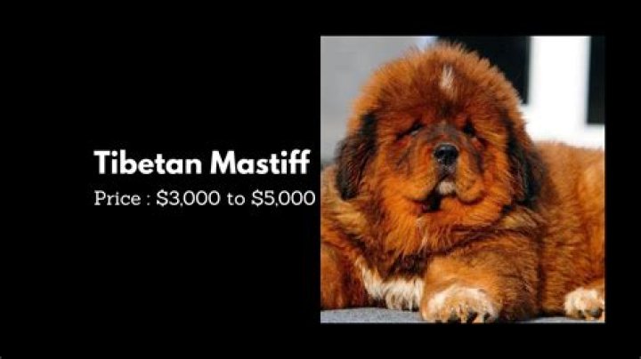 Meet India's most expensive dog, worth more than annual salary of top CEOs