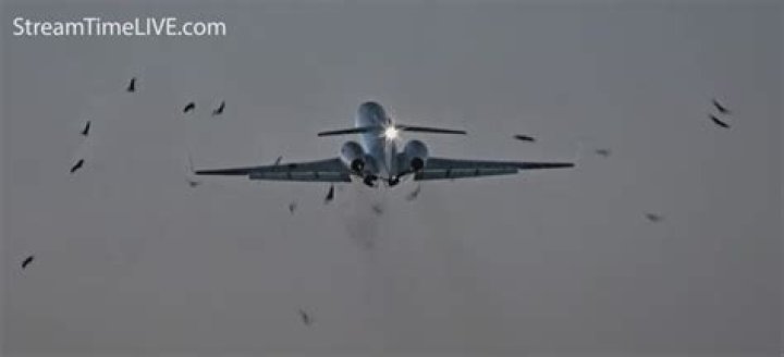 Military plane returns to Midway after striking bird