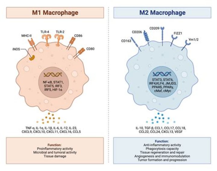 تحليل monocytes المعدل الطبيعي وأسباب ارتفاعه في الجسم – تريندات 2024