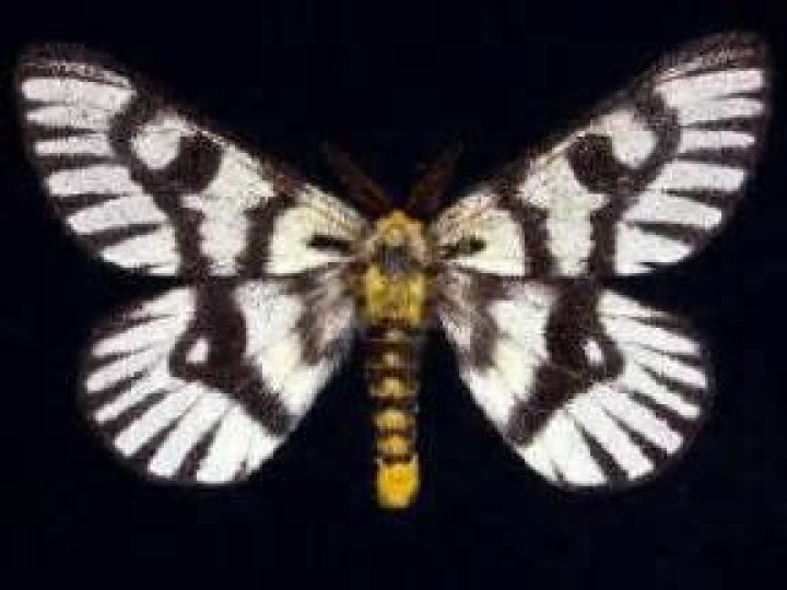 Moth Photographers Group – Hemileuca hera – 7741