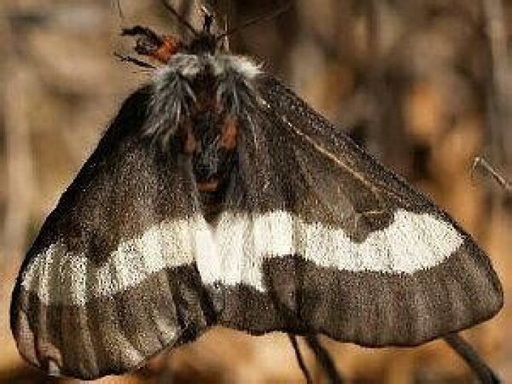 Moth Photographers Group – Hemileuca maia – 7730