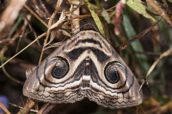 Moth Photographers Group – Missouri Moths