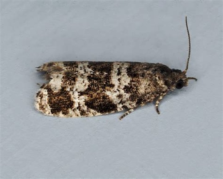 Moth Photographers Group – Pryeria sinica – 19625