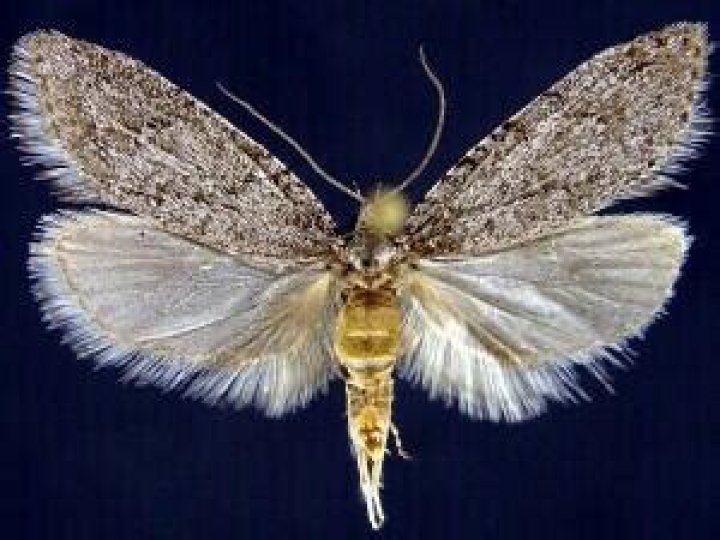 Moth Photographers Group – Semioscopis inornata – 0914