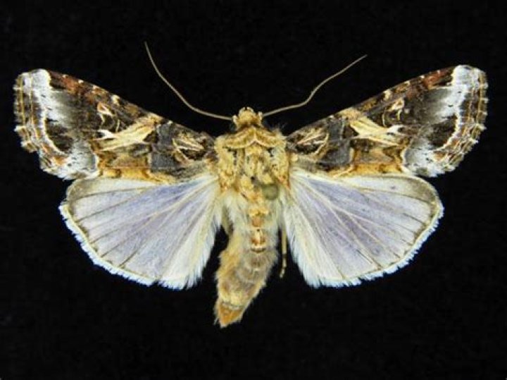 Moth Photographers Group – Spodoptera ornithogalli – 9669