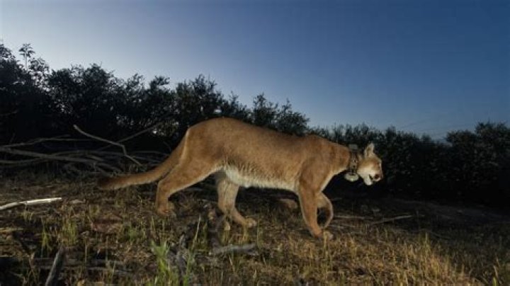 Mountain lion killed in Illinois, sent to U of I