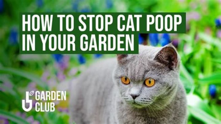 Mrs Hinch fans share five ways to stop cats pooing in your garden - & they're already sitting in your kitchen cupboard