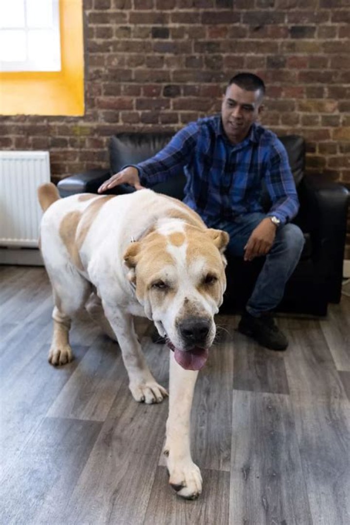 My 6ft dog is so big people think he's a LION and cross the street to get away - feeding him costs an arm and a leg