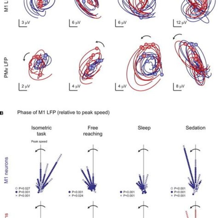 Neural phase locking predicts BOLD response in human auditory cortex - ePrints