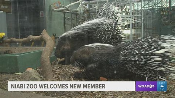 Niabi Zoo joins the Zoological Association of America