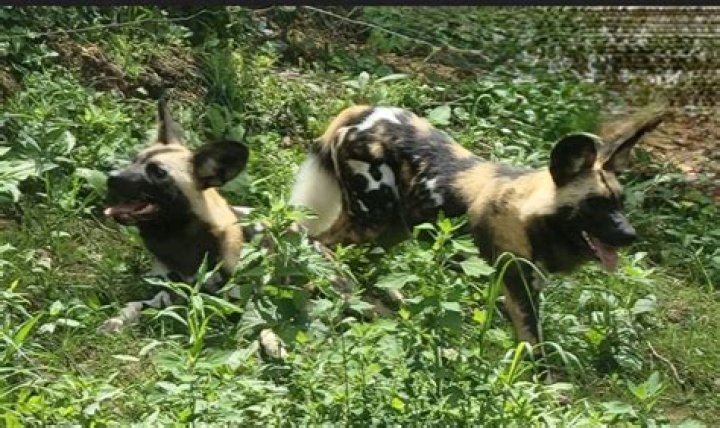 Niabi Zoo welcomes African Painted Dogs