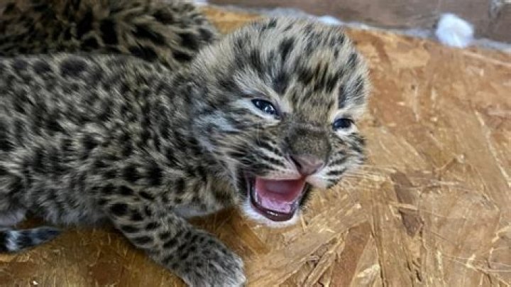 Niabi Zoo welcomes birth of two endangered Amur Leopards