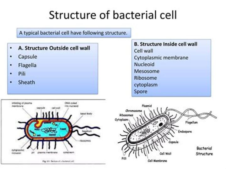 Nucleoid occlusion and bacterial cell division - ePrints