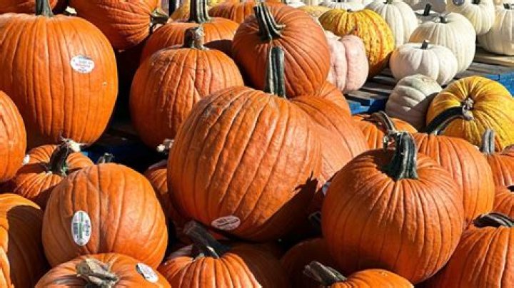 Oh, my gourdness! Celebrate National Pumpkin Day October 26!