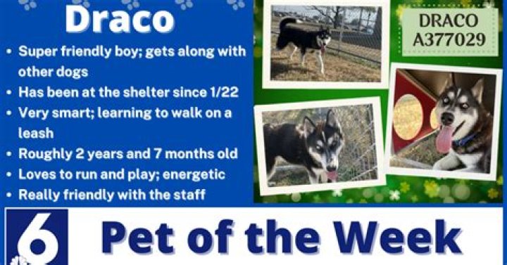 Pet of the Week | Draco