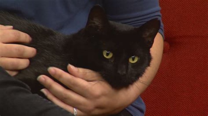 Pet of the Week | Humane Society of Scott County
