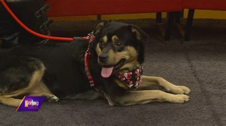 Pet of the Week | Mick Jagger