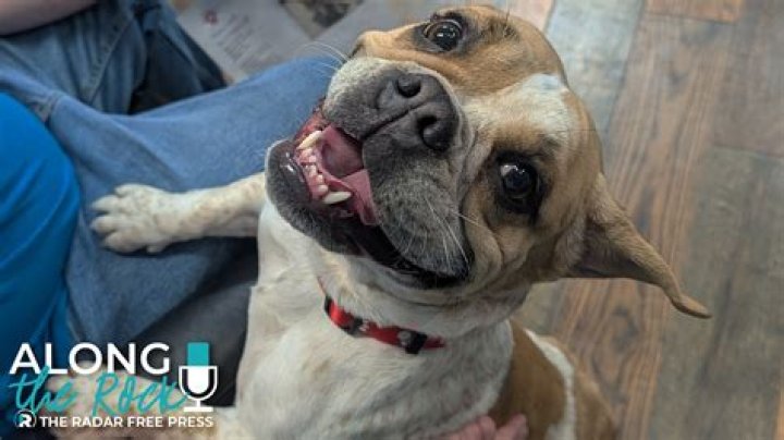 Pet of the Week | Princess